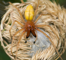 В Кривом Роге ядовитые пауки атакуют квартиры горожан