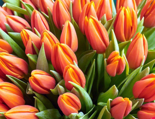 Вітаємо з 8 Березня!