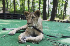 Зооактивісти вимагають вилучити левицю з кінної ферми в Кривому Розі