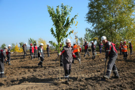 Тысяча новых деревьев: Ингулецкий ГОК выполняет рекультивацию отвала