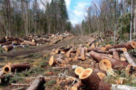 У Криворізькому районі незаконно вирубали дерев на 10 млн грн