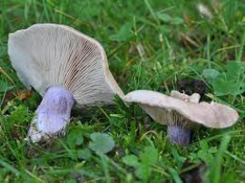 Отруєння грибами: у Кривому Розі школярка потрапила у реанімацію, поласувавши делікатесом