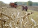 Криворожские хлеборобы отправили в «закрома Родины» рекордный урожай зерна