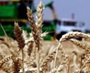 Сбор зерна в Днепропетровской области планируется увеличить вдвое