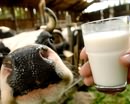 В Украине не хватает молока, но заграница нам поможет