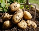 В этом году Днепропетровщина будет с картошкой