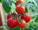В этом году помидоры будут в дефиците