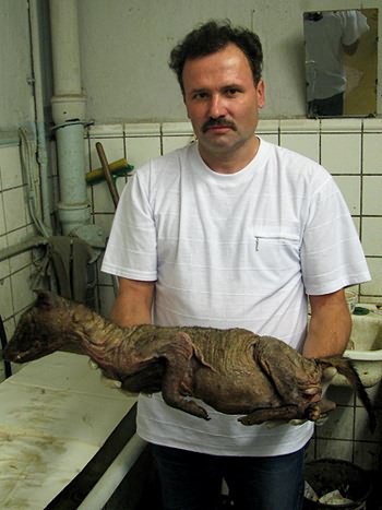 На Днепропетровщине убили чупакабру, когда она ела… арбуз! (фото)
