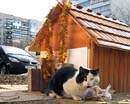 В Днепропетровске построили собственный дом для… кота Мордозвона! 