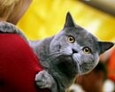В Кривом Роге пройдет международная выставка кошек