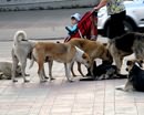 В связи Евро-2012 в Украине могут ввести налог… на бродячих собак!