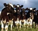 На Днепропетровщине выделят 3,7 миллиона гривен на развитие молочного скотоводства