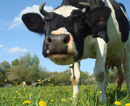 Уже с 1 июня фермеры Криворожья начнут получать дотации на коров
