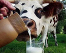Молокотоварным кооперативам области выделили почти миллион гривен