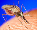 Отправляясь заграницу, криворожане должны помнить о малярии