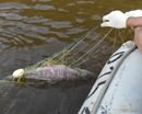В Кривом Роге утонул рыбак, запутавшись в собственную сеть