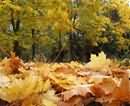 Сегодня в Кривом Роге откроется «Осенний вернисаж»