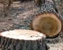 «Ассоциация зеленых Украины» пожаловалась в прокуратуру на вырубку «Сухой Балкой» 124 деревьев