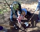 В минувшее воскресенье в криворожские экологи-добровольцы сажали деревья