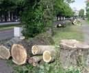 В Кривом Роге за незаконную вырубку деревьев осудили прораба «Днепроводстроя»