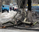 В Кривом Роге сломанные деревья едва не убили двух девочек