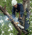 За 4 месяца в Кривом Роге спилили 300 сухостойных деревьев