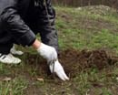 Цьогоріч на Дніпропетровщині посаджено 1272 гектари нових лісів