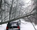 В Кривом Роге дерево упало на автомобиль