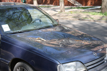 Утро 1 мая в Кривом Роге началось с упавшего сухостоя и изувеченной машины