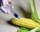 Маркировку продуктов с ГМО отложили до 2010 года