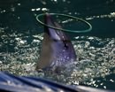 До открытия Днепропетровского дельфинария остались считанные дни