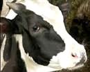 Через 5 лет производство молока и поголовье скота на Днепропетровщине должны увеличиться на 10%