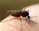В Кировограде 3 случая подозрения на тропическую малярию