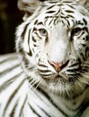 Встречаем год Белого Тигра