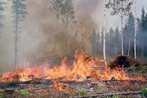 В Днепропетровской области выгорело 102 гектара леса