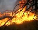 Жара стала причиной лесного пожара
