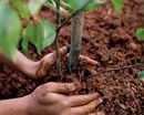 В Кривом Роге пройдёт акция "Посади дерево - вдохни жизнь!" 