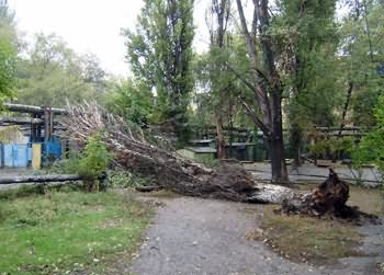 В Кривом Роге в жилом секторе упало 20-метровое дерево (фото)