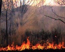 В этом году в Днепропетровской области произошло 184 лесных пожара