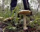 В Кривом Роге зафиксированы первые случаи отравления грибами