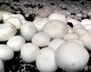 У аграриев Днепропетровщины новая «фишка» - грибоводство