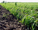 На Днепропетровщине сокращены посевы гречки, проса и рапса, зато возросли посевы сахарной свеклы
