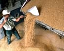 Аграрный фонд закупит у Днепропетровской области более около 200 тысяч тонн зерна
