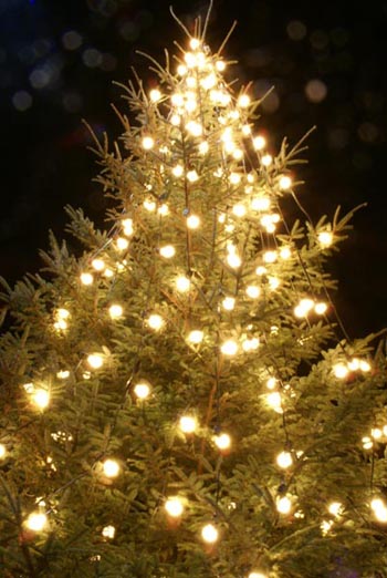 Главная криворожская елка засияет 19 декабря